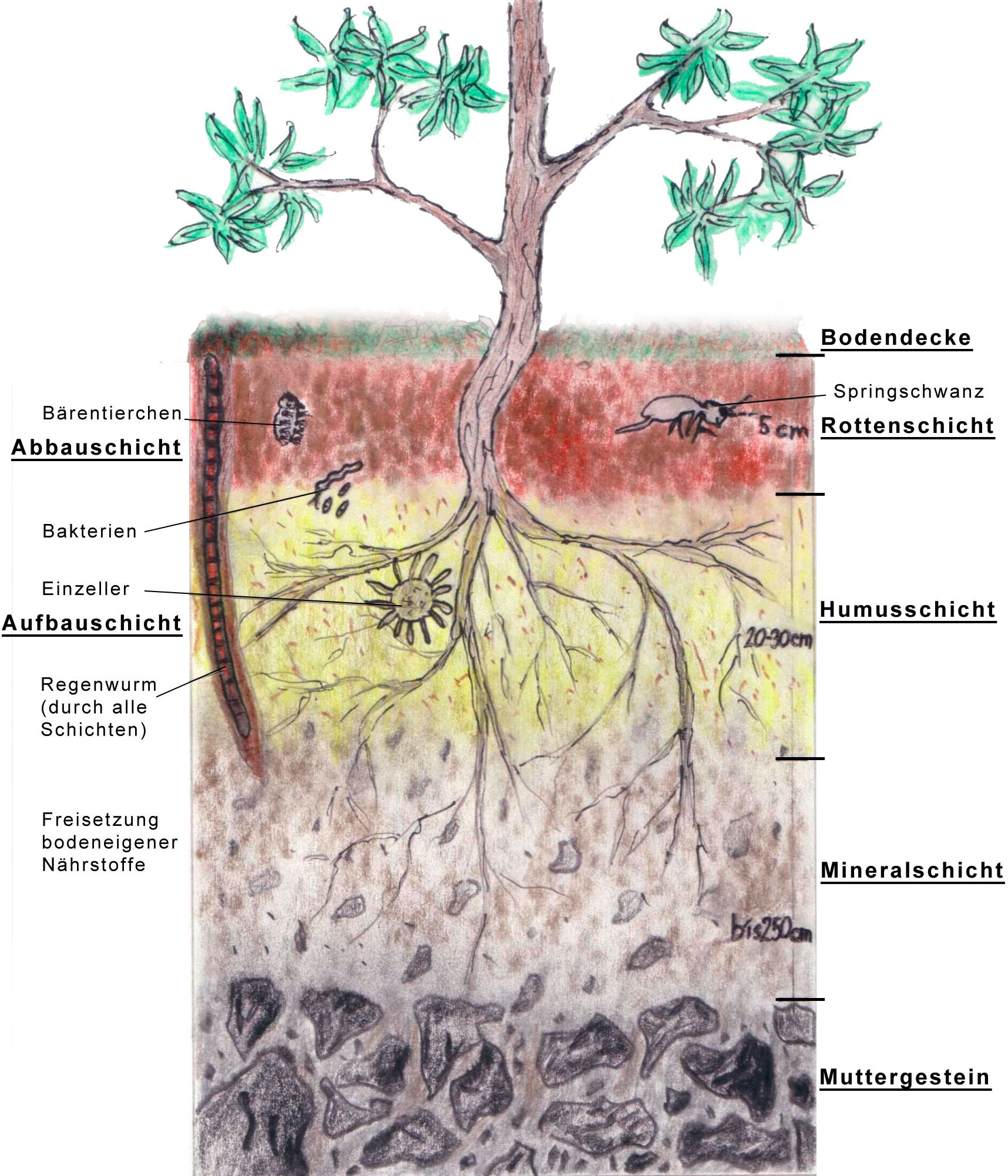 Land Oberösterreich Humus und Bodenaufbau